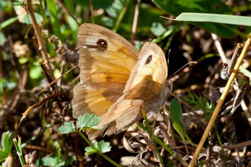 Réf. 171 130 : Maniola jurtina