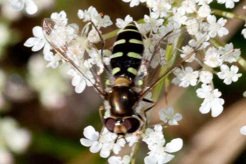 Réf. 171 132 : Melangyna umbellatarum