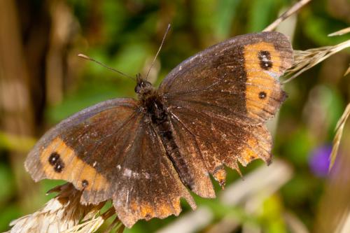 Erebia neoridas