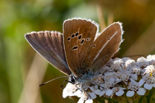 Polyommatus damon