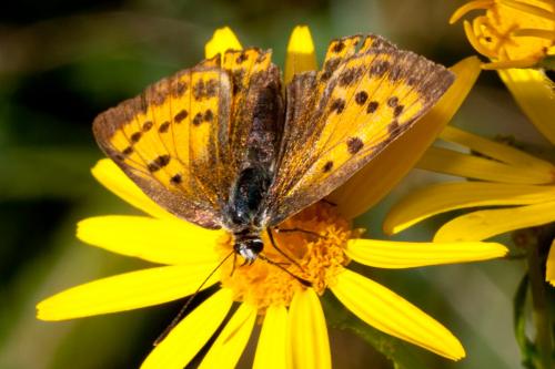 Lycaena virgaureae