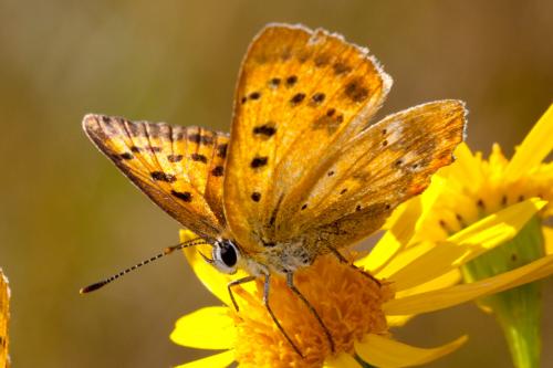 Lycaena virgaureae