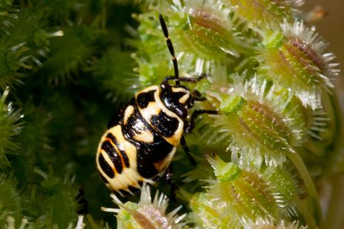 Eurydema oleracea