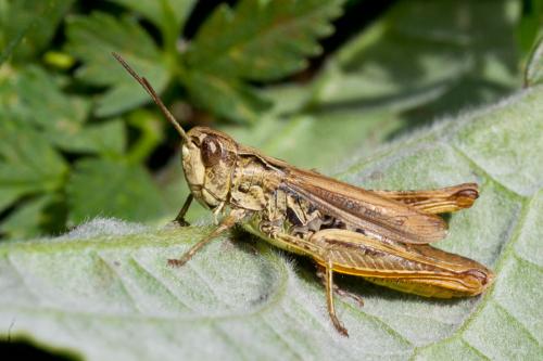 Chorthippus apricarius apricarius