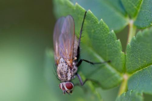 Hylemya sp.