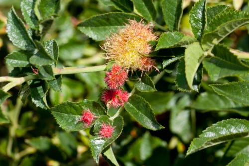Diplolepis rosae