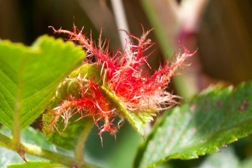 Diplolepis rosae