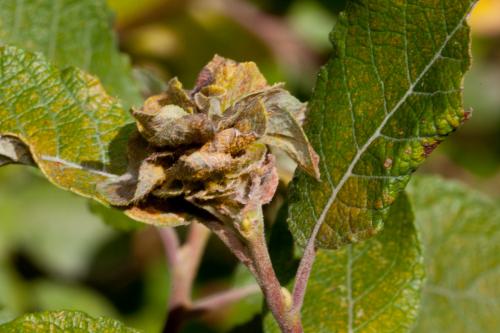 Rabdophaga rosaria