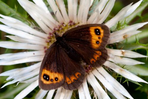Erebia neoridas