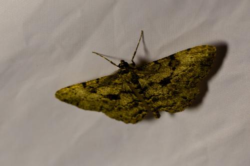 Peribatodes rhomboidaria
