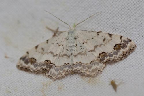 Réf. 171 979 : Scopula decorata