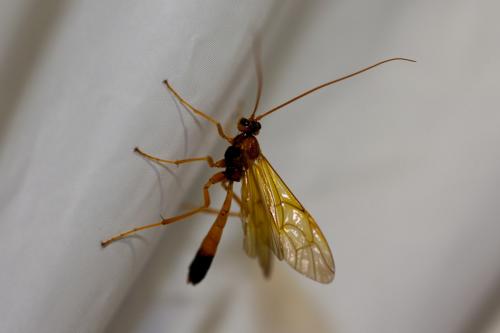 Réf. 171 876 : Opheltes glaucopterus
