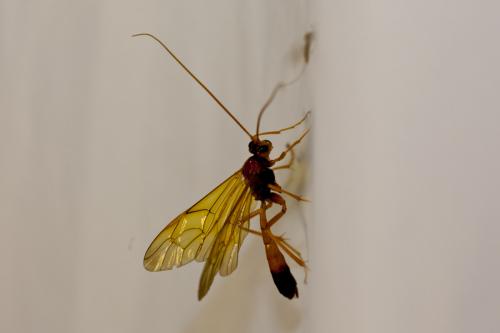 Réf. 171 877 : Opheltes glaucopterus