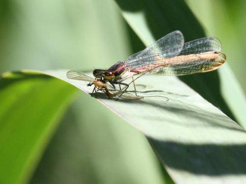 Pyrrhosoma nymphula
