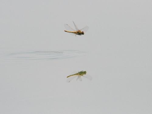Sympetrum fonscolombii