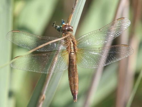 Réf. 171 498 : Crocothemis erythraea