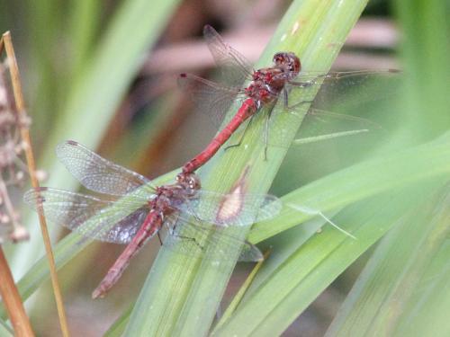Réf. 171 309 : Sympetrum sp.