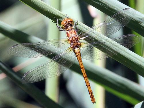 Sympetrum striolatum