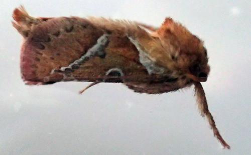 Réf. 171 303 : Triodia sylvina