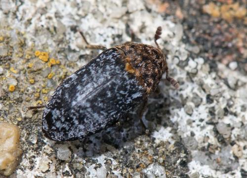 Réf. 171 036 : Dermestes undulatus