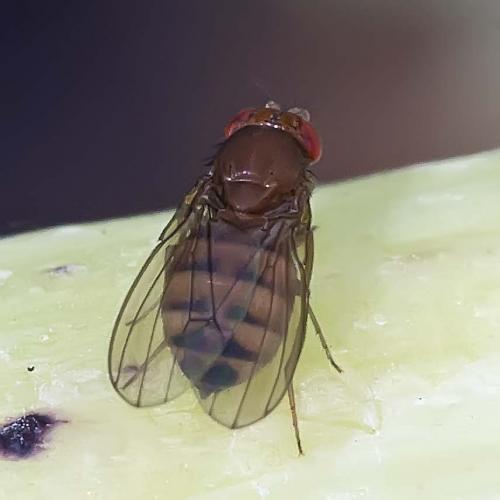 Drosophila immigrans