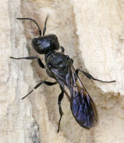 Pemphredon sp.