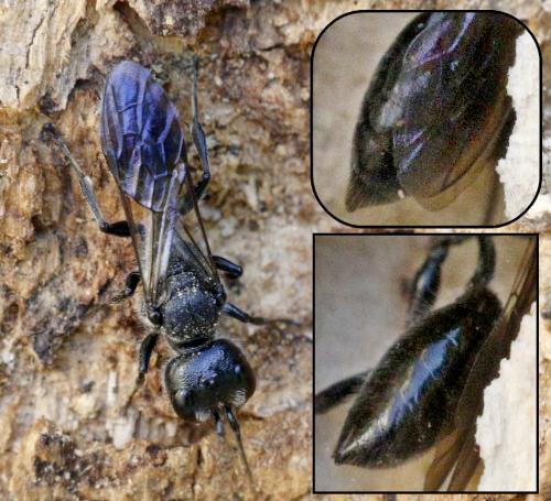 Réf. 171 738 : Pemphredon sp.
