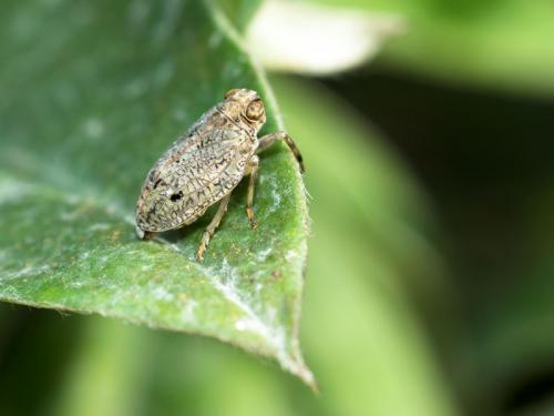 Issus coleoptratus