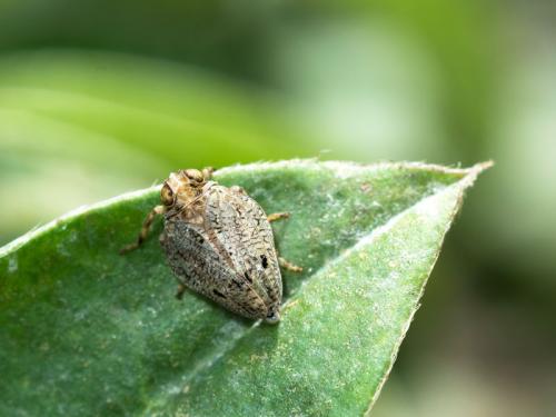 Issus coleoptratus
