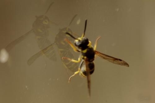 Réf. 171 651 : Eumeninae inconnu