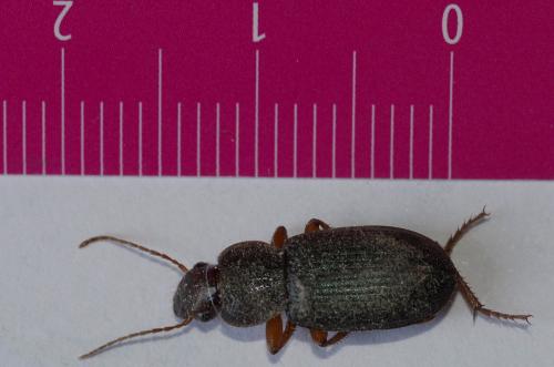 Ophonus sabulicola