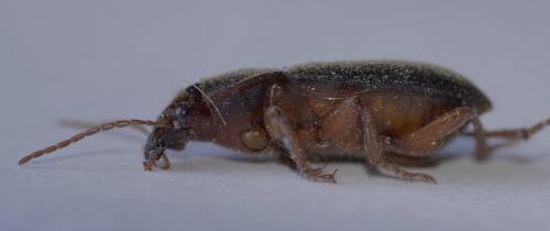 Ophonus sabulicola