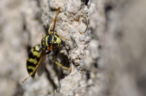 Polistes dominula