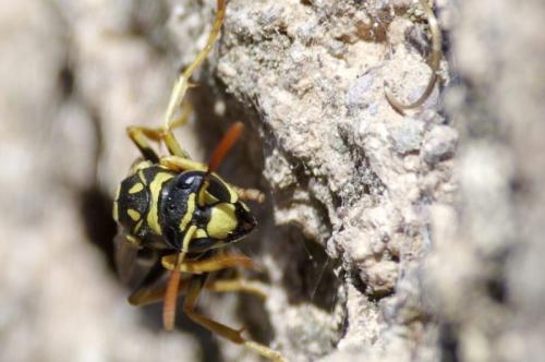 Polistes dominula