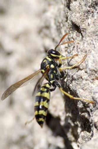 Polistes dominula