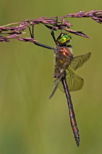 Somatochlora metallica