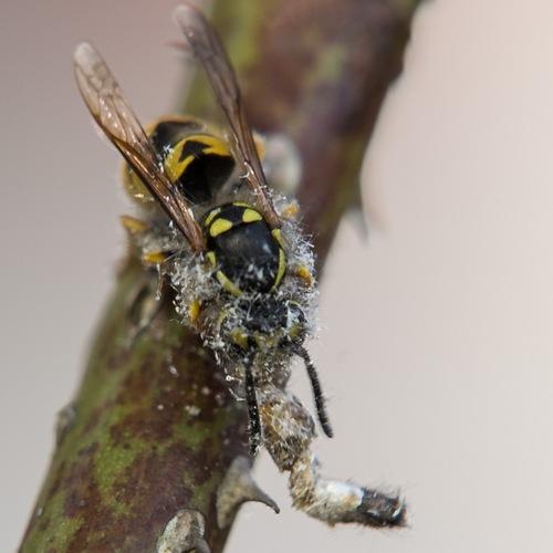 Cydalima perspectalis