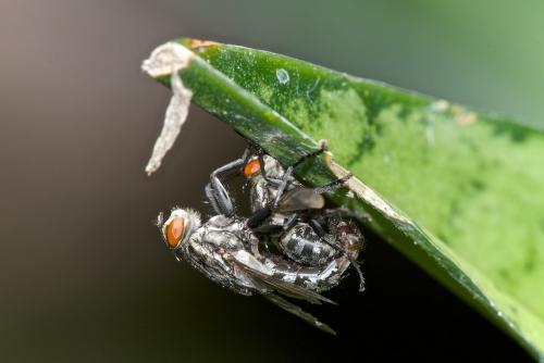 Sarcophaga sp.