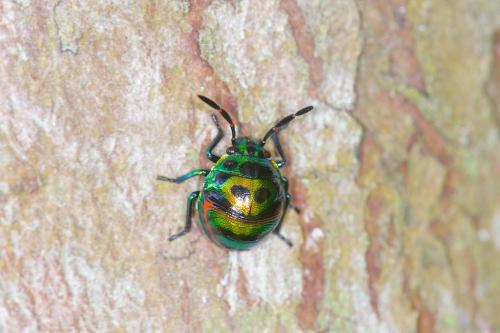 Réf. 171 484 : Chrysocoris sp.