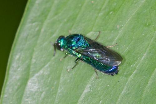 Réf. 171 207 : Chrysidini inconnu