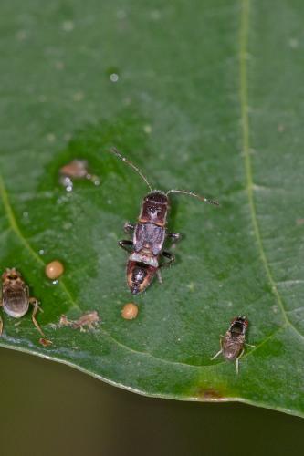 Rhyparochrominae