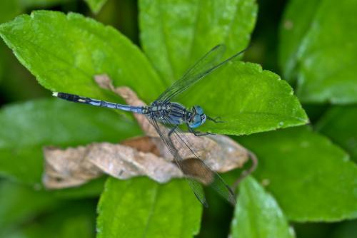 Diplacodes trivialis