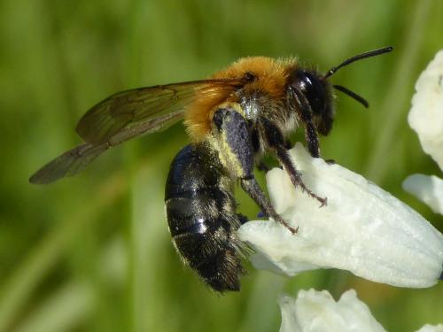 Réf. 171 693 : Andrena nitida