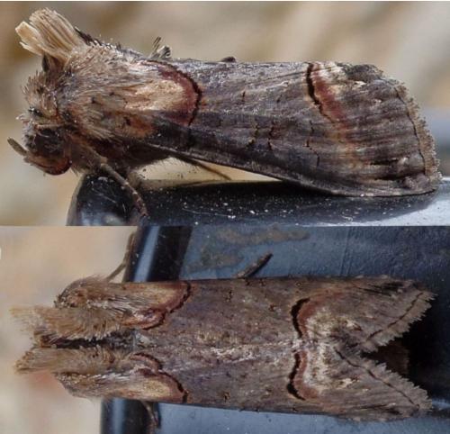 Abrostola triplasia
