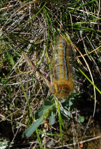 Malacosoma castrensis