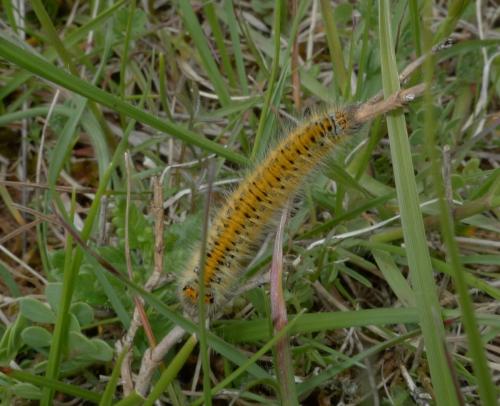 Réf. 171 766 : Lasiocampa trifolii