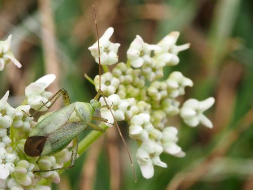 Réf. 171 455 : Adelphocoris quadripunctatus