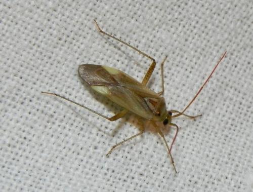 Réf. 171 376 : Adelphocoris lineolatus