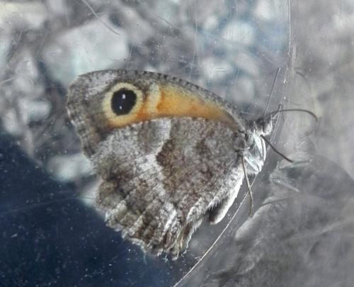 Pyronia cecilia