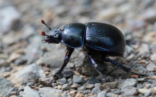 Réf. 171 848 : Anoplotrupes stercorosus